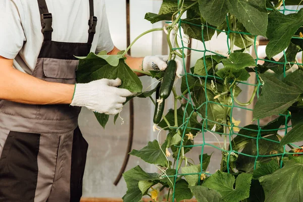 Contadino Felice Lavoro Serra Ritratto Uomo Lavoro Serra Concetto Agricoltura — Foto Stock