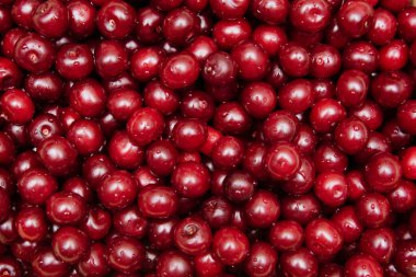 Kiraz arkaplanı. Damlalı kiraz. Yemek arkaplanı. Kiraz. Yapraklı taze organik böğürtlen. Meyve arka planı. Üst manzara.