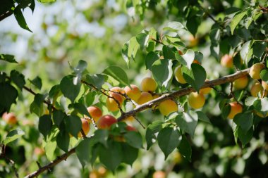 Bahçedeki bir dalda sarı erik. Bahçede yeşil yapraklar yetişen dalda sarı ve kırmızı erik meyveleri. Eriği hasat et.