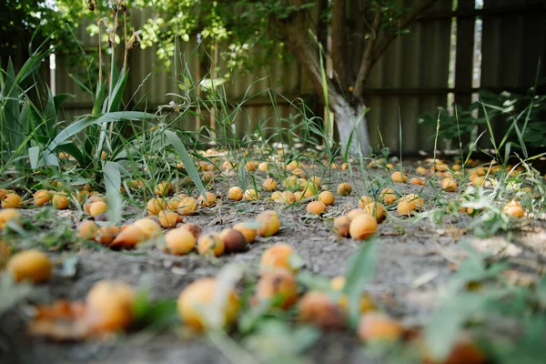 fallen yellow plum lies on the ground.rotten plums lying on the ground