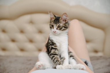 Kediyi elinde tutan genç bir kadın. Kedili bir kız. Kedisi olan güzel bir kadın. Evcil hayvanlar ve insanlar.