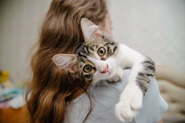 Young Woman Holding Cat Hands Girl Cat Beautiful Young Woman — Stock Photo, Image