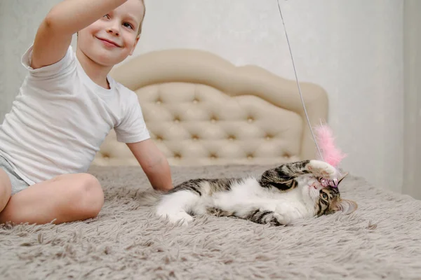 Child playing with cat at home. Kids and pets. Little boy plays with a cat in bed.Children play and feed kitten. Home animals.