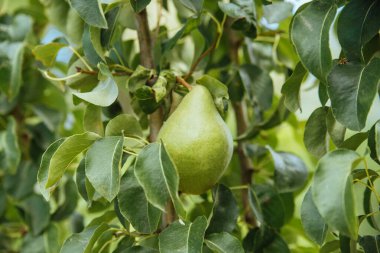Meyve bahçesindeki bir dalda yeşil armutlar. Armut dalında armutlar. Seçici odaklanma. Meyve bahçesindeki bir dalda yeşil armutlara yakın çekim.