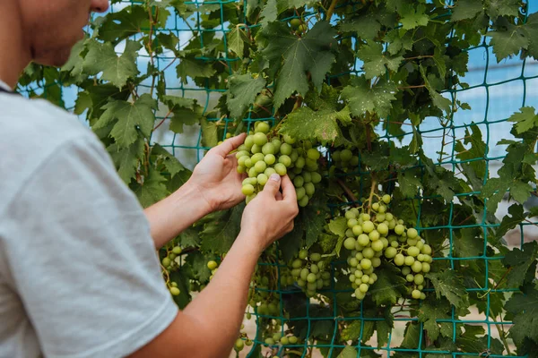 Sorridente Felice Proprietario Giovane Uomo Caucasico Che Lavora Giardinaggio Sua — Foto Stock