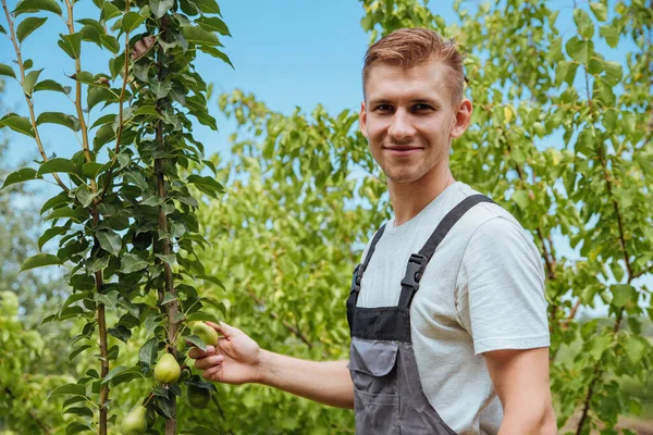 Agricoltore Maschio Raccoglie Pere Giardino Contento Contadino Raccoglie Pere Mature — Foto Stock