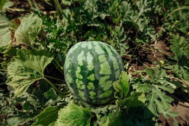 Karpuz. Karpuz çiftliği. Yeşil karpuz büyüyor.