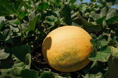 Tarlada olgun kavun. Tarlada sarı kavunlar. Rusya 'nın kırsal kesimlerinde karpuz hasat edin..
