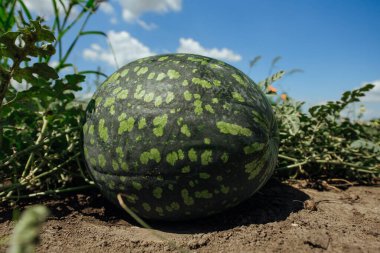 Karpuz. Karpuz çiftliği. Yeşil karpuz büyüyor.