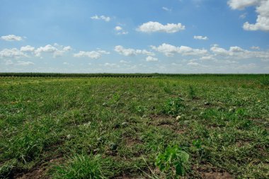 Yaz günü karpuz tarlası. Karpuz ekimi. Astrakhan 'da karpuz ekimi.