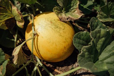 Tarlada olgun kavun. Tarlada sarı kavunlar. Rusya 'nın kırsal kesimlerinde karpuz hasat edin..