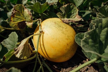 Tarlada olgun kavun. Tarlada sarı kavunlar. Rusya 'nın kırsal kesimlerinde karpuz hasat edin..
