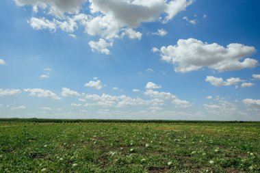 Yaz günü karpuz tarlası. Karpuz ekimi. Astrakhan 'da karpuz ekimi.