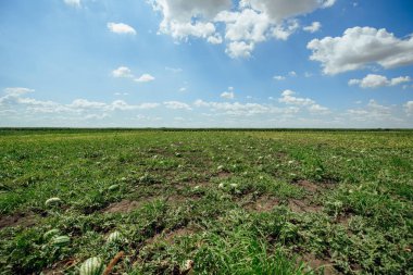 Yaz günü karpuz tarlası. Karpuz ekimi. Astrakhan 'da karpuz ekimi.