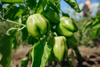 Green bell pepper hanging on tree in the plantation.Sweet pepper plant ,paprika.green peppers growing in the garden. clipart
