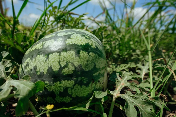 Melancia Melancia Farm Green Melancia Growing Green Melancia Madura Perto — Fotografia de Stock