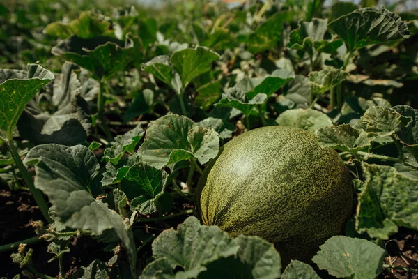 Grön Melon Växer Fältet Omogen Melon Jordbruksbegreppet — Stockfoto