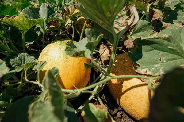 Mogen Melon Fältet Gula Meloner Fältet Skörda Meloner Jordbrukslandgult Melonfält — Stockfoto