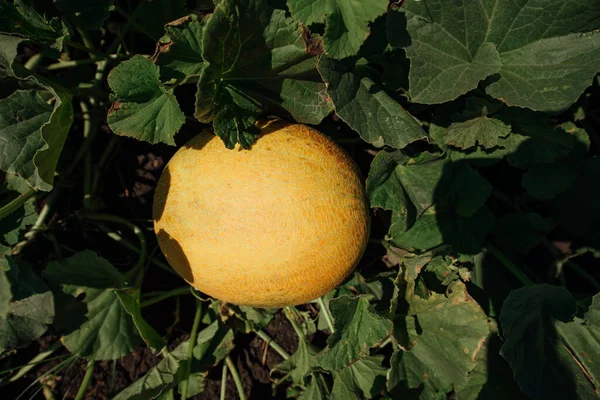 Melón Maduro Campo Melones Amarillos Campo Cosecha Melones Tierras Agrícolascampo — Foto de Stock