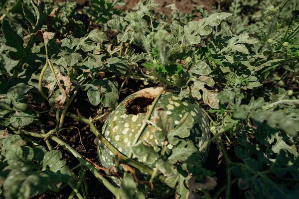 Rotten watermelon in a watermelon field.Watermelon field. Growing watermelons