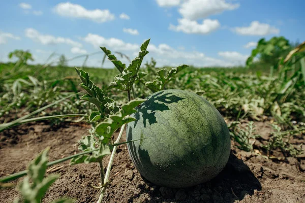 Watermelon.Watermelon farm.Green watermelon growing.Green ripe watermelon close up