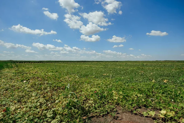 Watermelon field on a summer day. Watermelon plantation.Cultivation of watermelons in Astrakhan