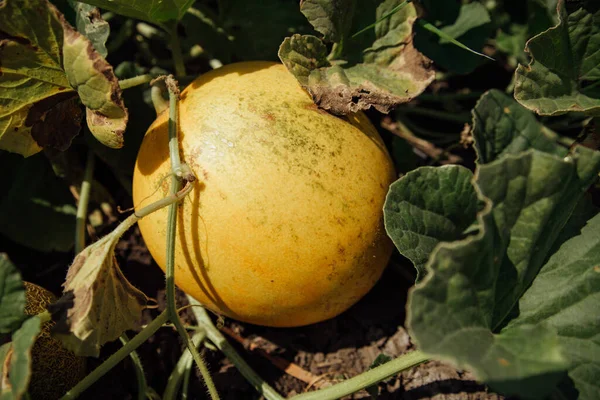 Tarlada olgun kavun. Tarlada sarı kavunlar. Rusya 'nın kırsal kesimlerinde karpuz hasat edin..