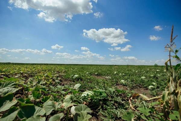 stock image Watermelon field on a summer day. Watermelon plantation.Cultivation of watermelons in Astrakhan