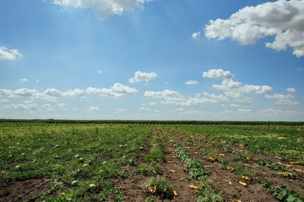 Watermelon field on a summer day. Watermelon plantation.Cultivation of watermelons in Astrakhan