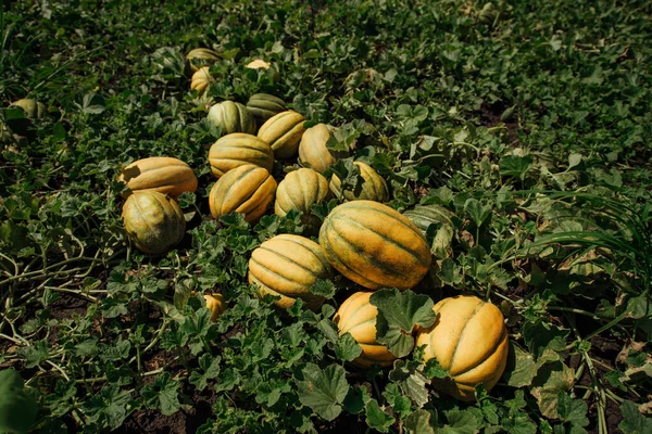 Ripe melon on the field.Yellow melons in the field. Harvest melons in agricultural landYellow melon field in countryside in Russia.