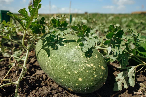 Grön Melon Växer Fältet Omogen Melon Jordbruksbegreppet — Stockfoto