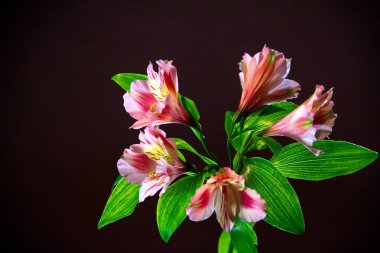 Pembe çiçek açması alstroemeria siyah bir zemin üzerine bir dalı.