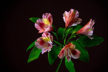 Pembe çiçek açması alstroemeria siyah bir zemin üzerine bir dalı.