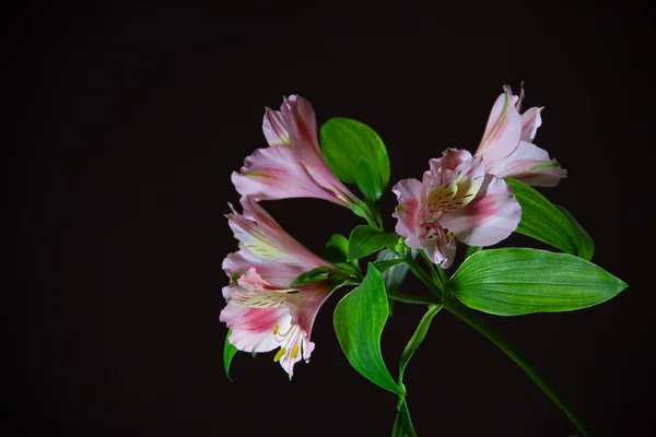 Гілка Квітучої Рожевої Альстромерії Чорному Тлі — стокове фото