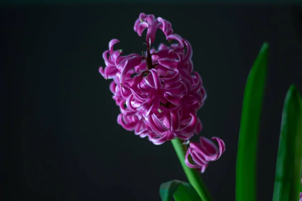 Красива Квітка Рожевого Гіацинта Чорному Тлі — стокове фото