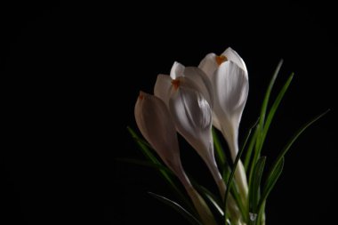 Siyah bir zemin üzerine üç beyaz Çiğdem.