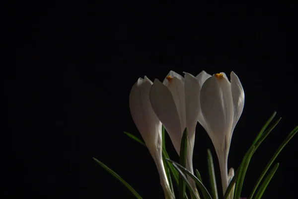 Tre Fiori Croco Bianco Uno Sfondo Nero — Foto Stock