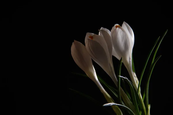 Kytice Kvetoucí Bílými Krokusy Černém Pozadí — Stock fotografie