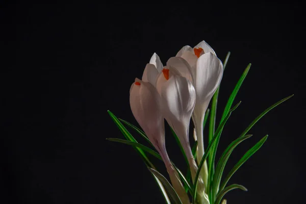 Три Белых Крокуса Цветут Черном Фоне — стоковое фото