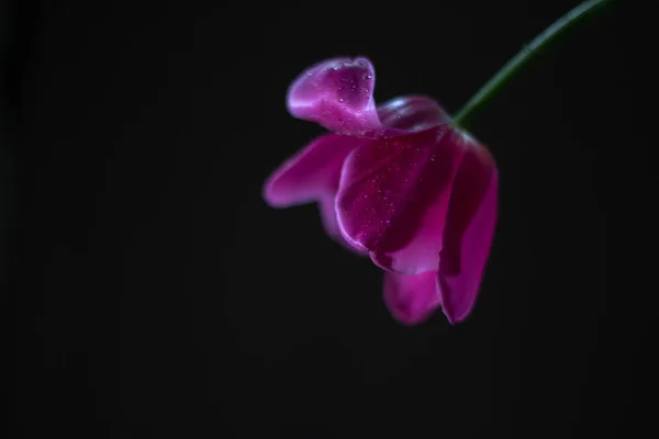 Blühende Rosa Tulpe Auf Schwarzem Hintergrund — Stockfoto