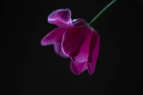 Tulipano Rosa Fiorito Sfondo Nero — Foto Stock