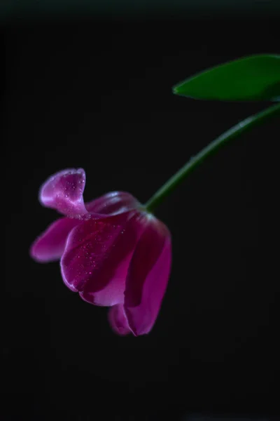 Flor Tulipán Rosa Sobre Fondo Negro —  Fotos de Stock