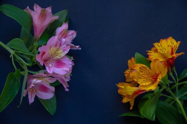 Karanlık bir arka planda çiçeklenme Alstroemeria iki dalları.
