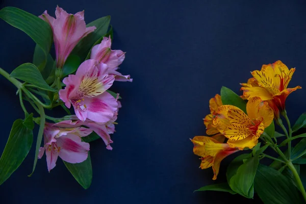 Karanlık bir arka planda çiçeklenme Alstroemeria iki dalları.