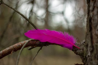 Parlak pembe tüy kuşun bir kuru çam dalı düştü.