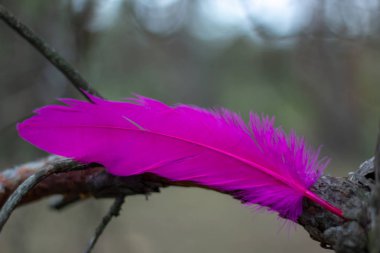 Parlak pembe tüy kuşun bir kuru çam dalı düştü.