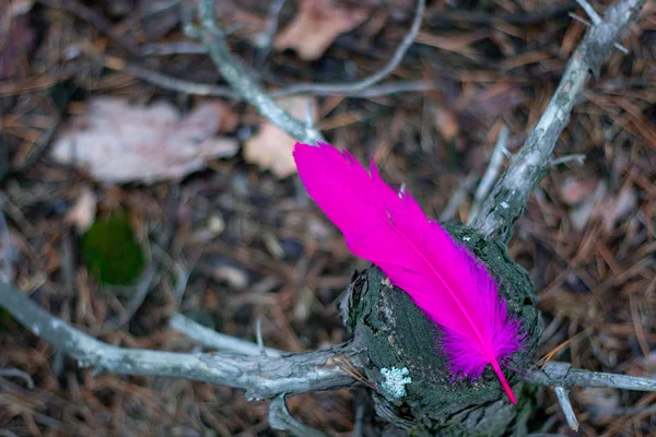 Bir kuru çam güdük üzerinde yatan bir kuş dan parlak pembe tüy.