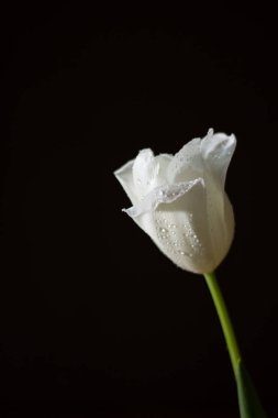 Siyah bir arka plan beyaz Lale çiçek tomurcuğu.