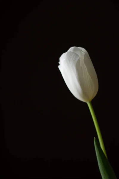 Bud Bílý Tulipán Černém Pozadí — Stock fotografie