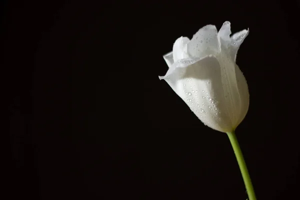 Bílý Tulipán Černém Pozadí — Stock fotografie